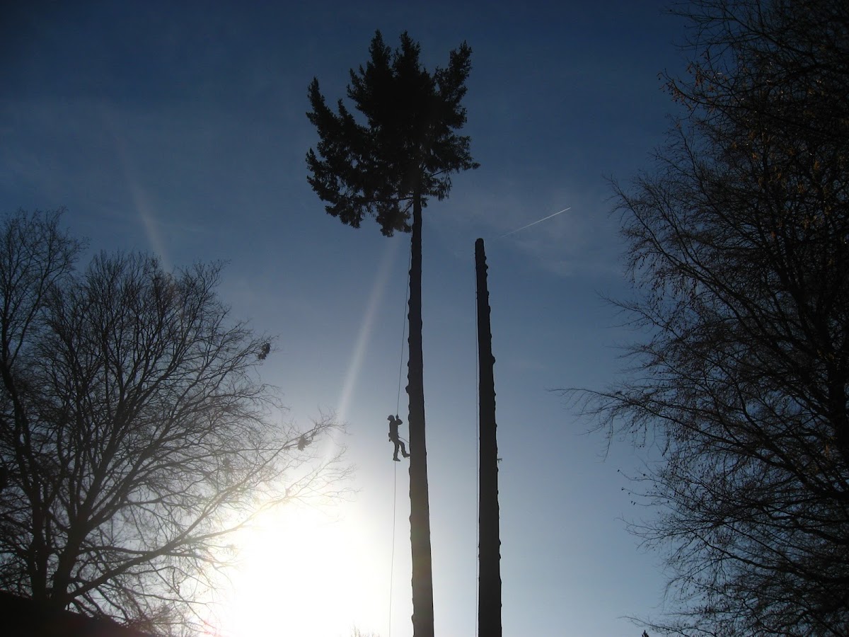 Uwe Braun, öffentlich bestellter und vereidigter Sachverständiger für Baumpflege und Baumstatik