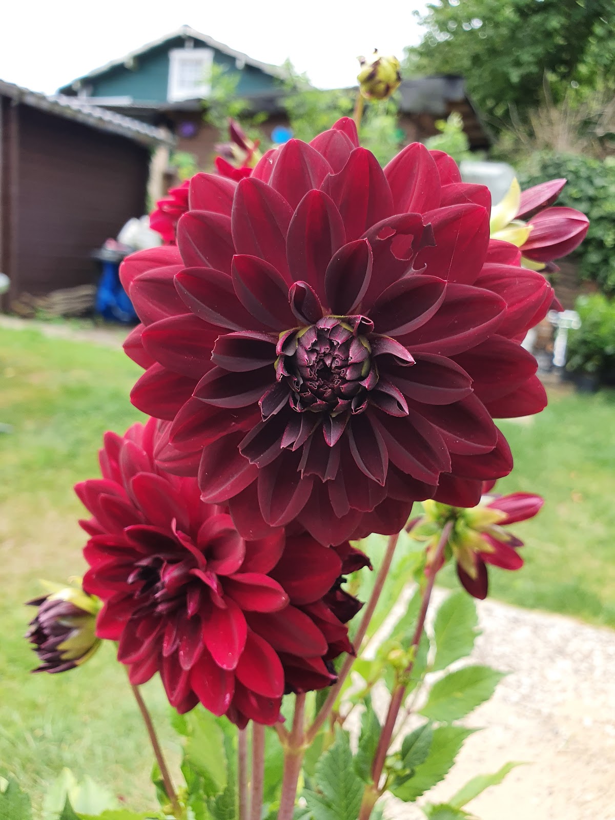 Gartenbauverein Elf Buchen