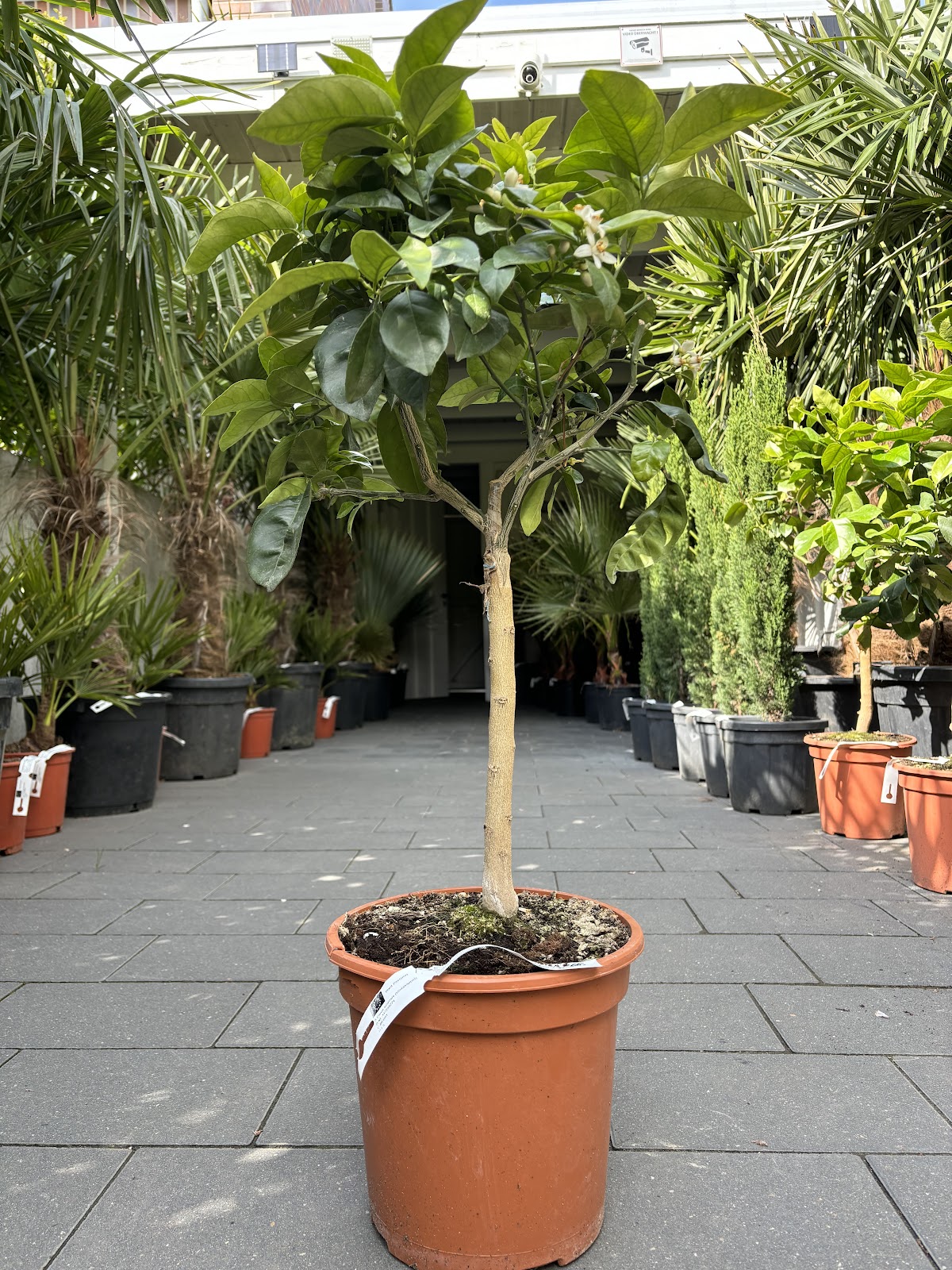 Daniel Rother Palmenverkauf